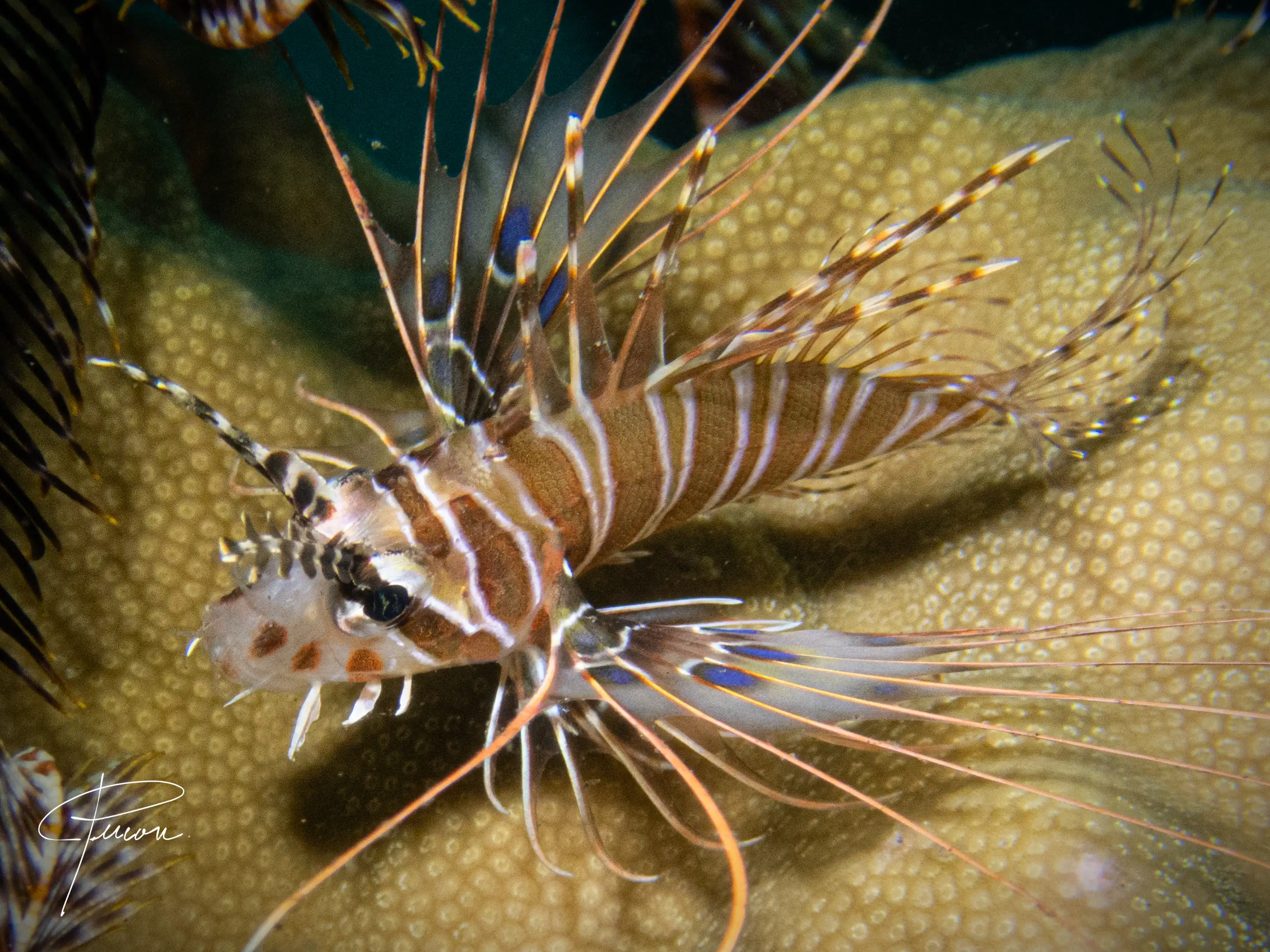 Lionfish - Disctrict 1 - 8m